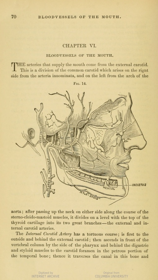 Chapin Harris - Blood vessels of the Mouth